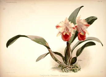 Cattleya Trianae